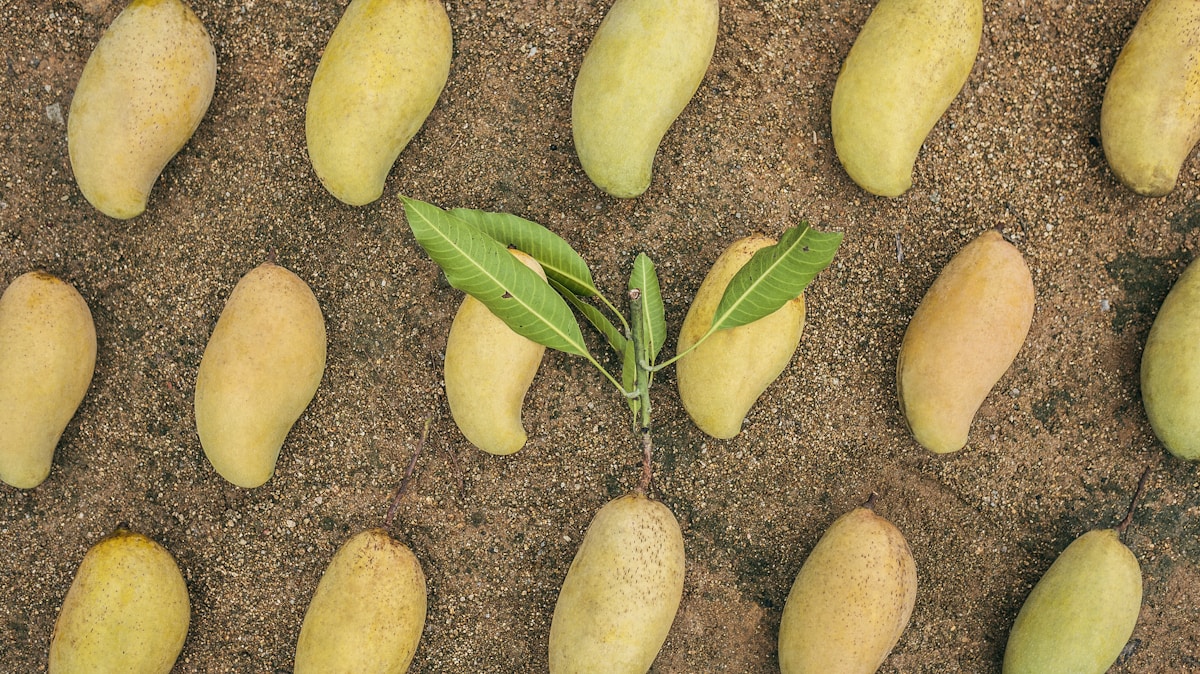 Alphonso Mango संकट: Sindhudurg में 85% फसल बर्बाद, Iran war से exports 40% गिरे — ‘King of Mangoes’ पर जलवायु संकट